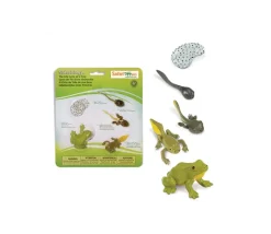 Cycle de la vie de la grenouille