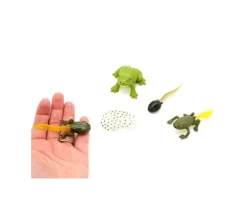 Cycle de la vie de la grenouille