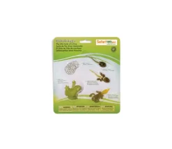 Cycle de la vie de la grenouille