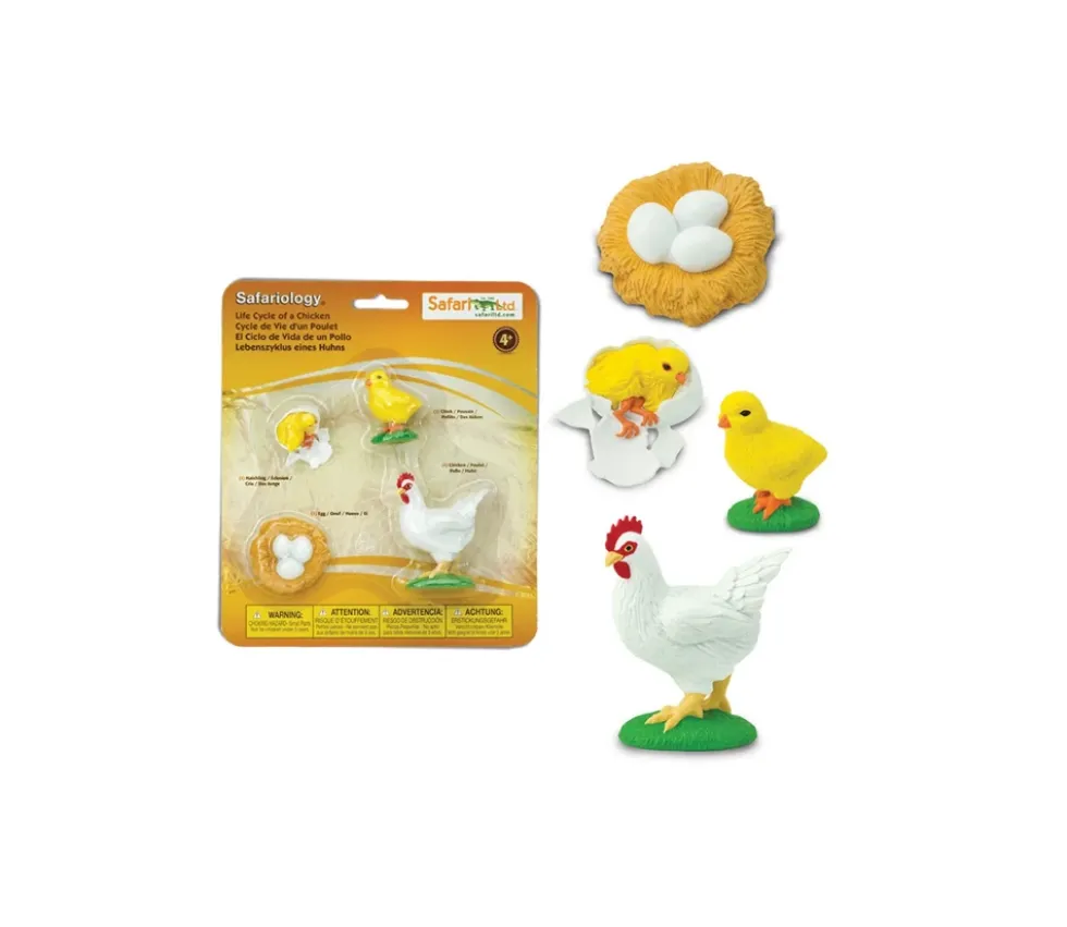 Cycle de la vie de l'oeuf à la poule
