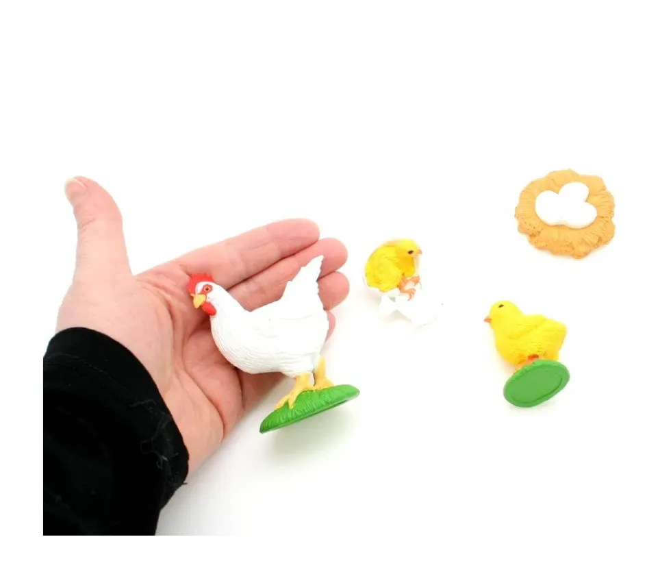 Cycle de la vie de l'oeuf à la poule