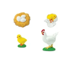Cycle de la vie de l'oeuf à la poule