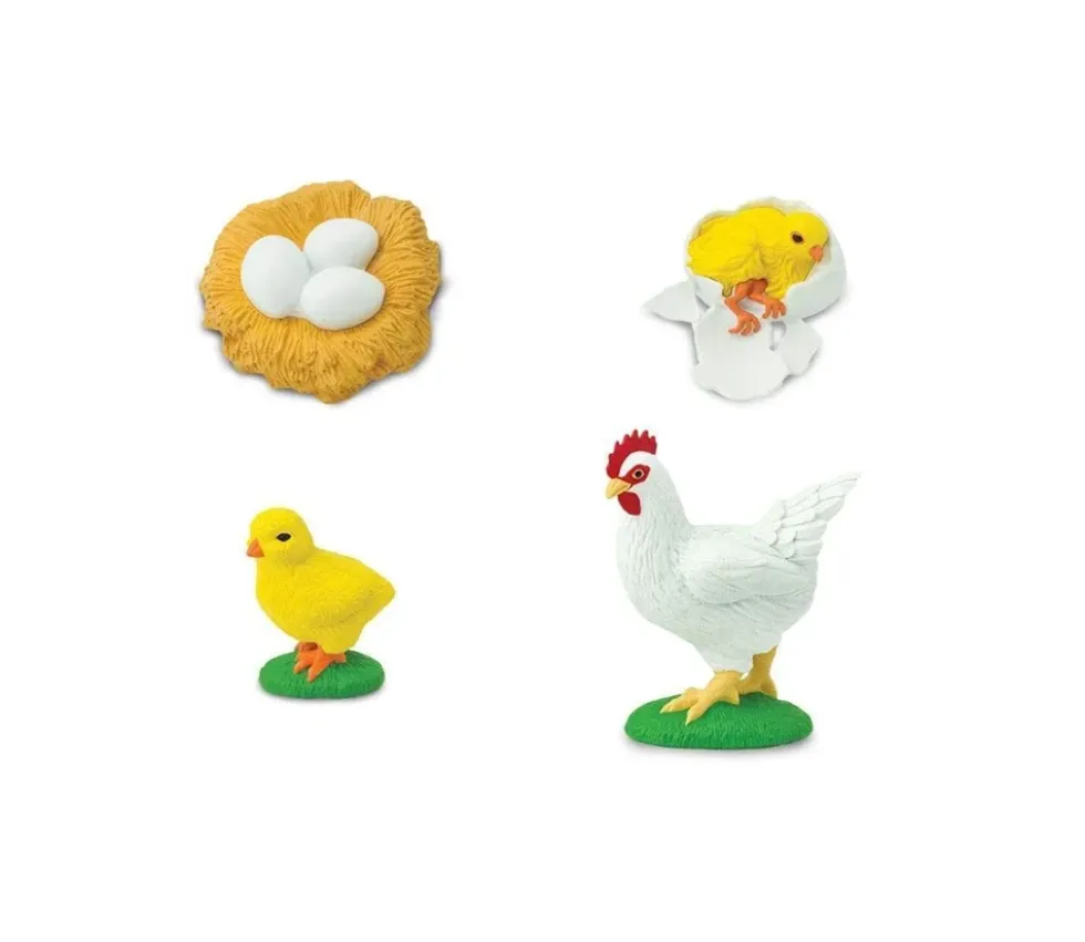 Cycle de la vie de l'oeuf à la poule