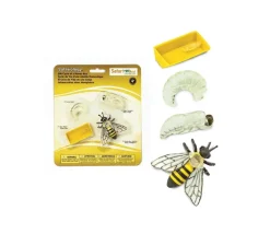 Cycle de la vie d'une abeille