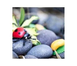 Cycle de la vie d'une coccinelle