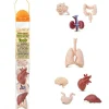 Organes Humains miniature environ 5 cm- tube de 8 pièces