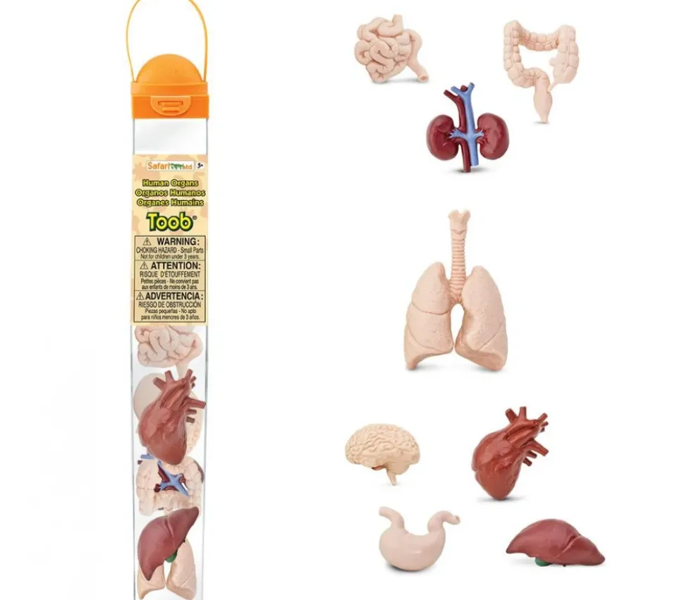 Organes Humains miniature environ 5 cm- tube de 8 pièces