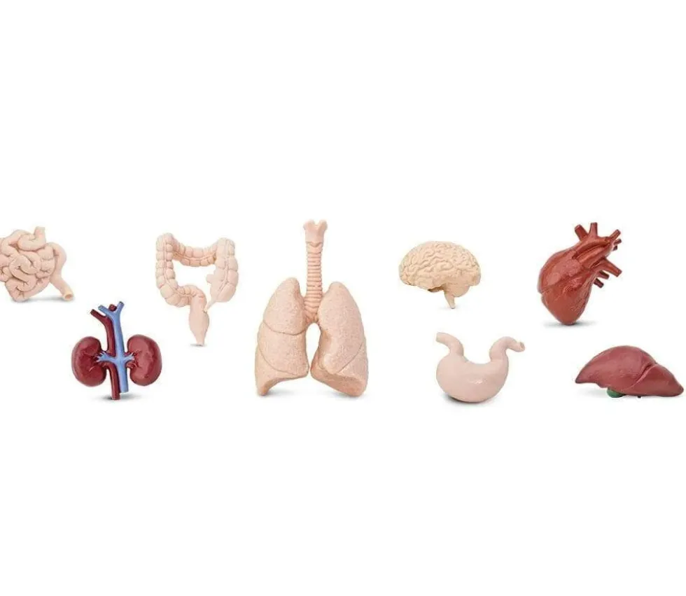 Organes Humains miniature environ 5 cm- tube de 8 pièces