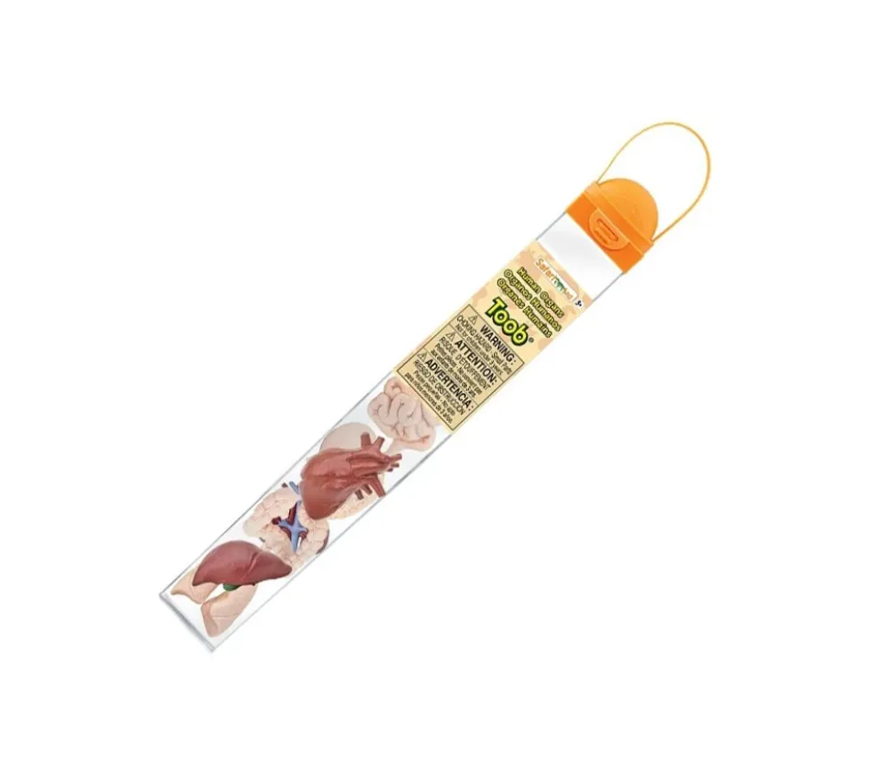 Organes Humains miniature environ 5 cm- tube de 8 pièces