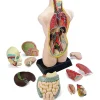 Set anatomie : Découverte du corps humain 50 cm