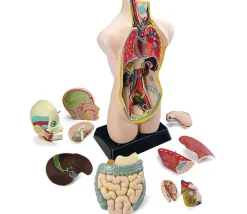 Set anatomie : Découverte du corps humain 50 cm